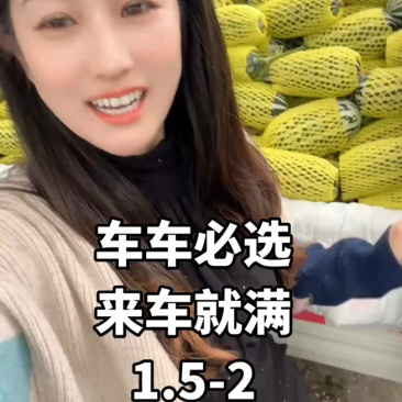 山东甜瓜博洋九号甜瓜博洋9号甜瓜博洋61羊角