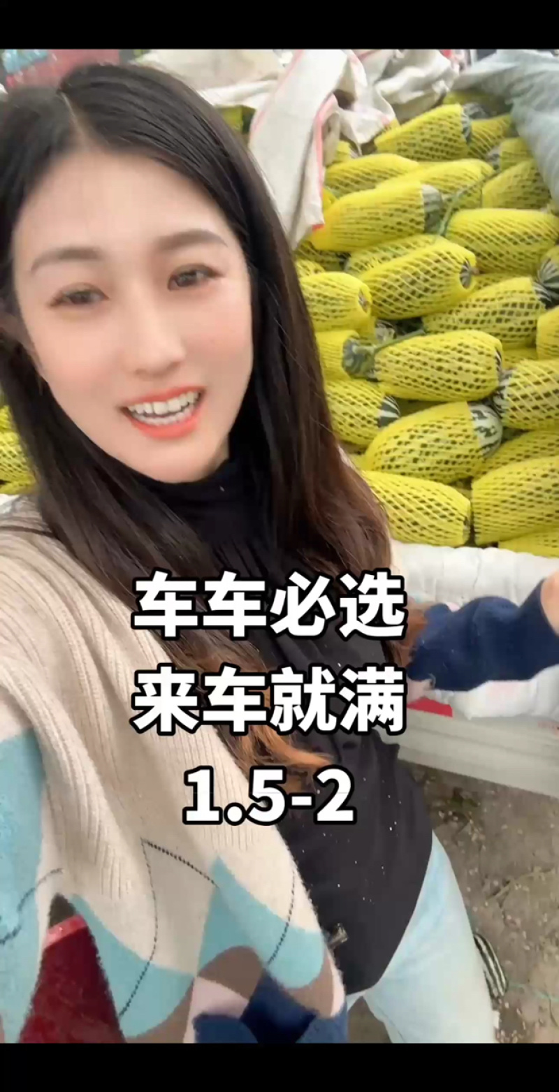 山东甜瓜博洋九号甜瓜博洋9号甜瓜博洋61羊角