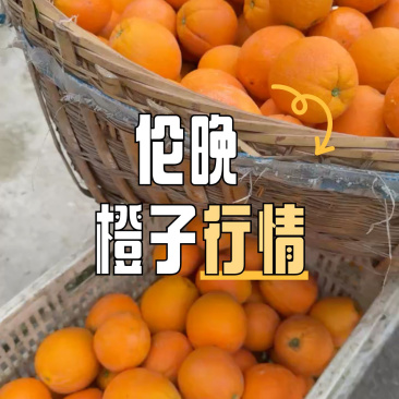 【推荐】湖北秭归伦晚脐橙一手货源专业供应链实地看货采摘