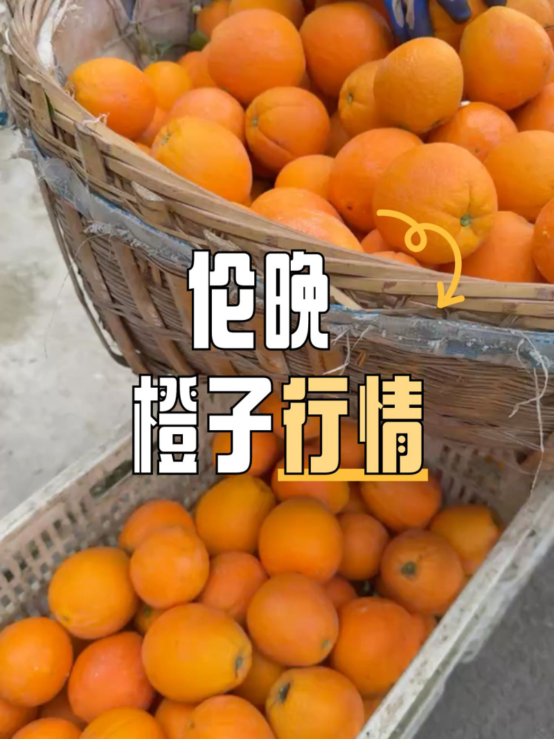 【推荐】湖北秭归伦晚脐橙一手货源专业供应链实地看货采摘