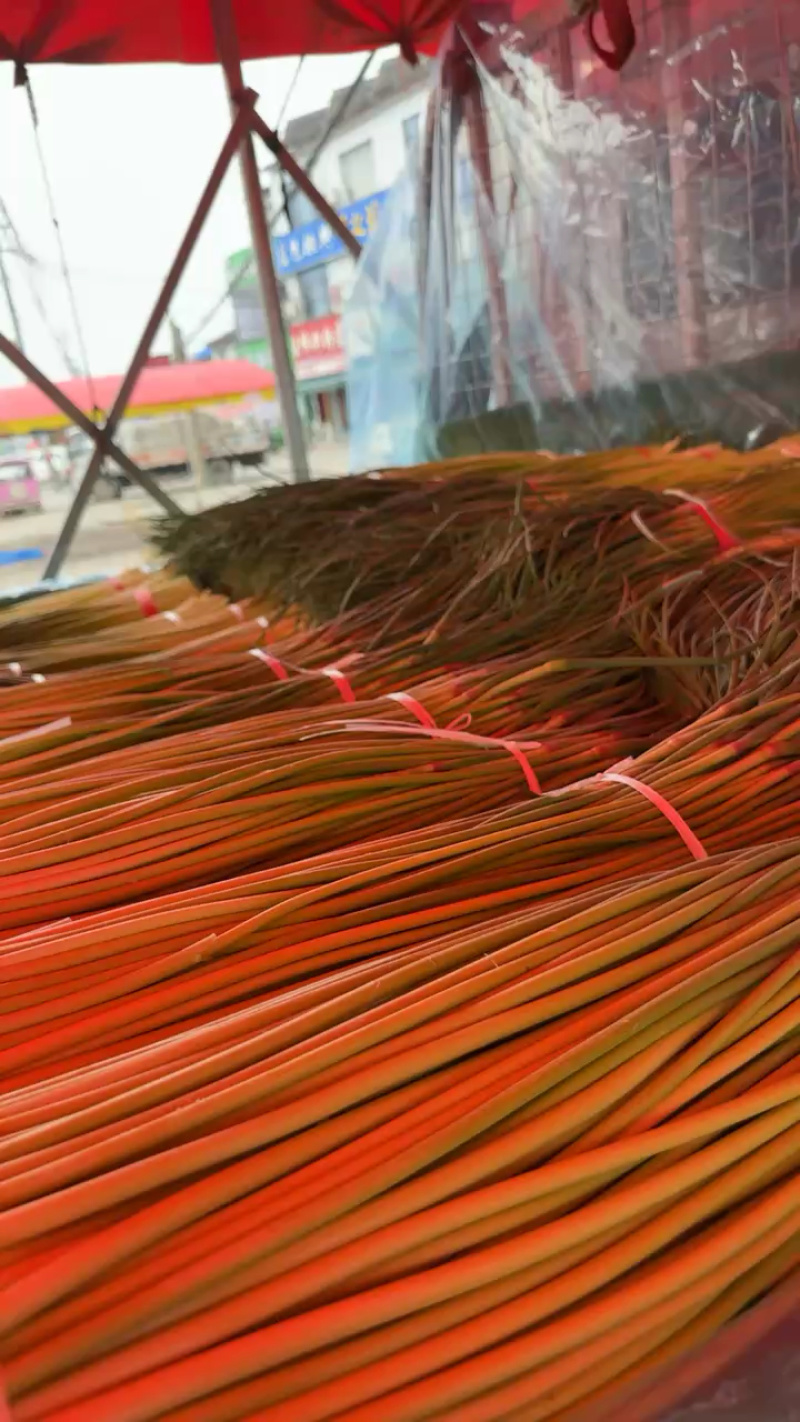 精品河南红帽蒜苔
