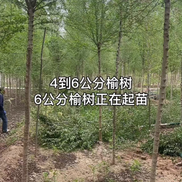 1公分白榆/2公分白榆/3公分白榆/白榆榆树基地成活率高