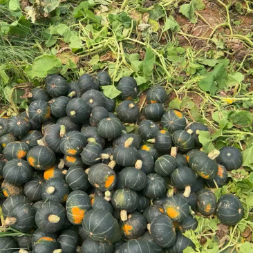 贝贝南瓜，优质货源，口感软糯香甜，原产地直发