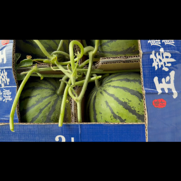 河南夏邑无籽嘉年华西瓜711西瓜，大红壤小薄皮，