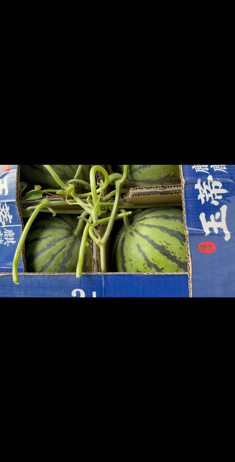 河南夏邑无籽嘉年华西瓜711西瓜，大红壤小薄皮，