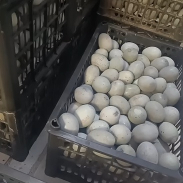 大桶蛋