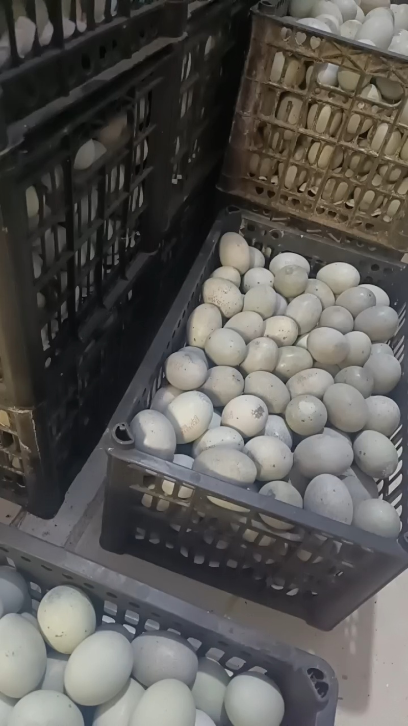 大桶蛋