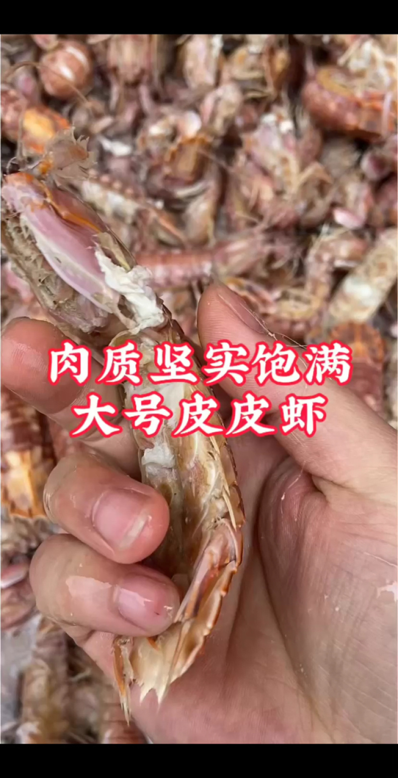 连云港熟冻皮皮虾肉质饱满，欢迎团购微商订制