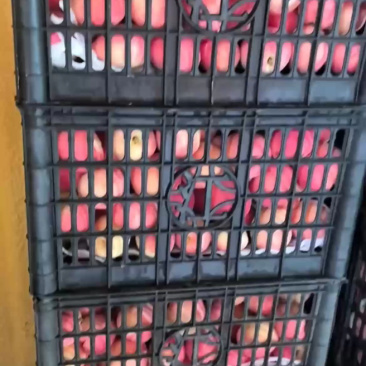 四两桃根，大量有货