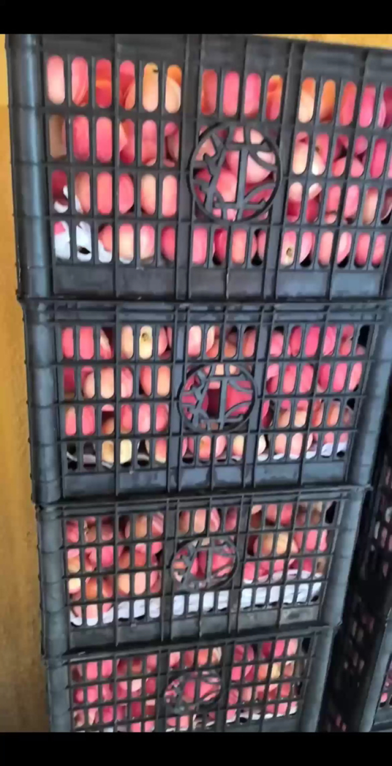 四两桃根，大量有货