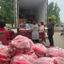 山东沂蒙山产地红皮萝卜大量上市货源充足电商市场商超