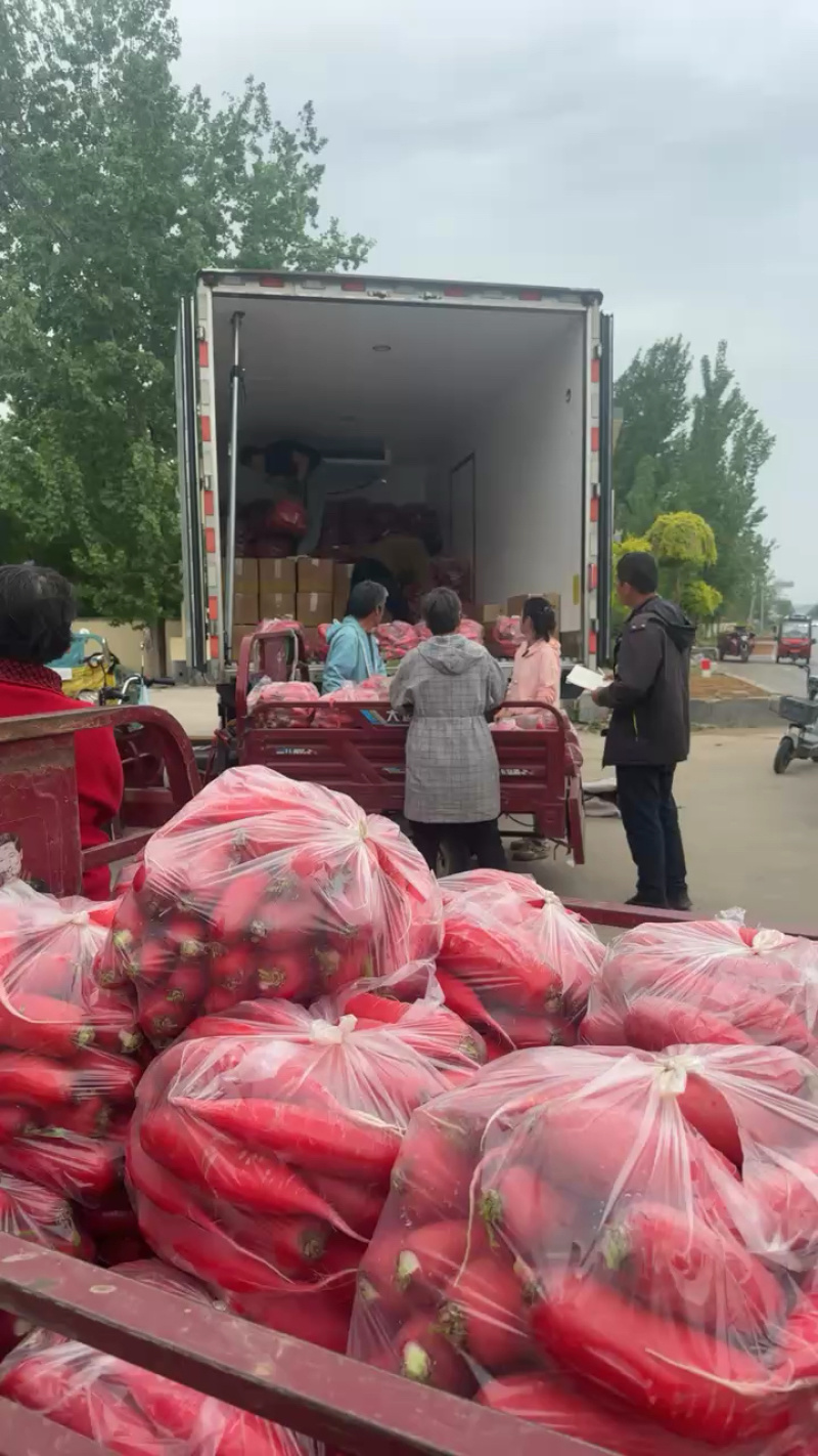 山东沂蒙山产地红皮萝卜大量上市货源充足电商市场商超