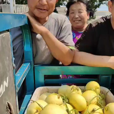【实力推荐】山东精品星甜20产地直发对接市场档口一手货源