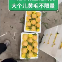 白凤白桃产地直供对接全国大量有货保质保量