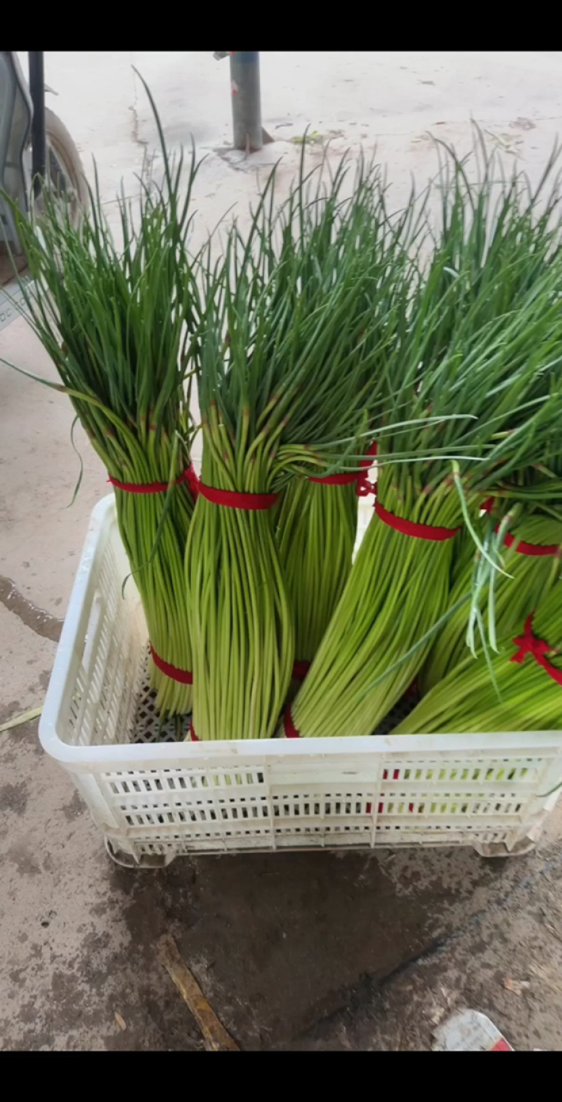 徐州沛县红帽精品蒜苔
