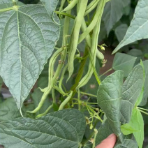 无筋豆大量上市，承接社区平台，电商，批发市场，拖板车