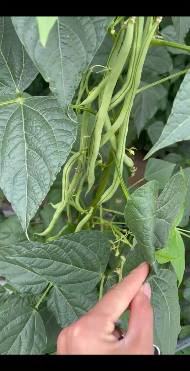 无筋豆大量上市，承接社区平台，电商，批发市场，拖板车