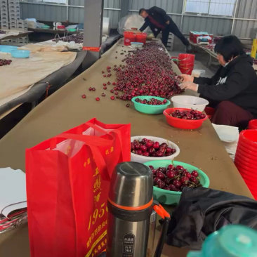 特级美早樱桃礼品级品相好新鲜价格优惠可视频看货