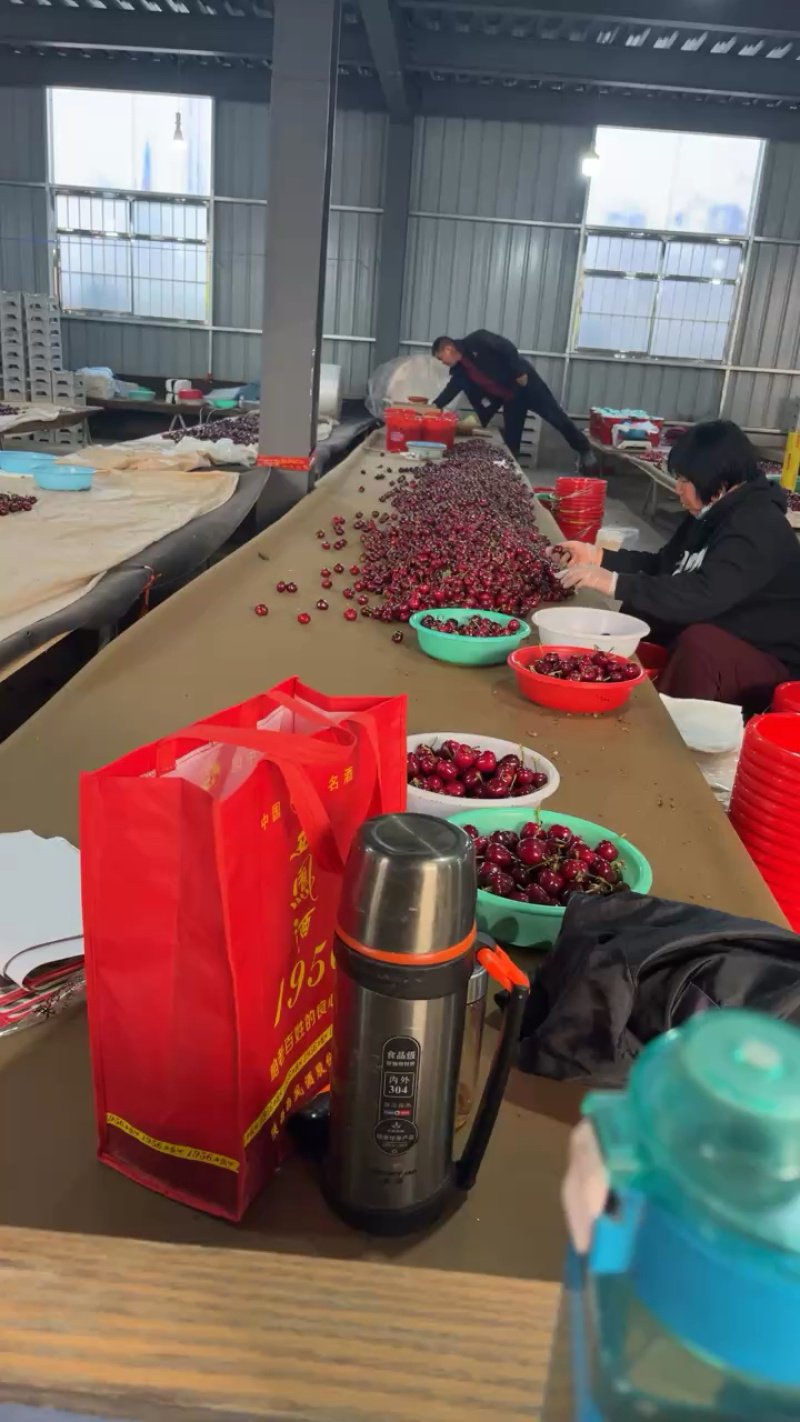 特级美早樱桃礼品级品相好新鲜价格优惠可视频看货