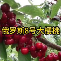 车厘子俄罗斯8号大樱桃苗1~3年苗含香耐寒根系