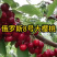 车厘子俄罗斯8号大樱桃苗1~3年苗含香耐寒根系