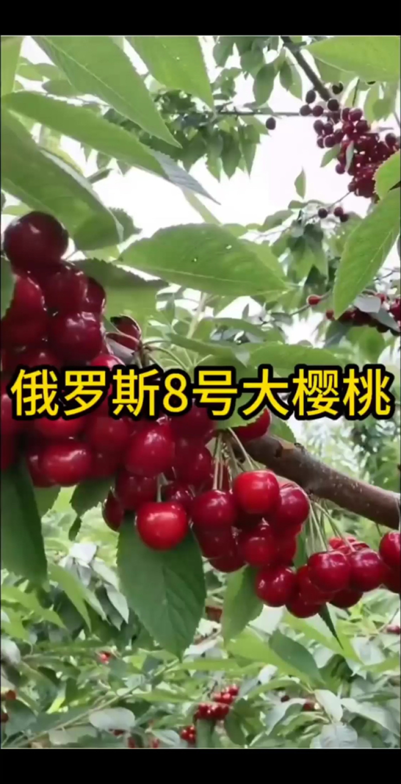 车厘子俄罗斯8号大樱桃苗1~3年苗含香耐寒根系