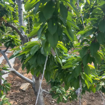 黄蜜樱桃真正的新鲜从产地直接发货品质得到保障欢迎致电