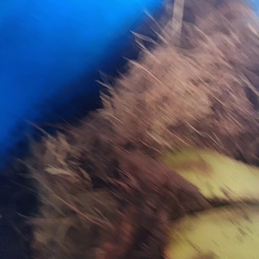 竹虫，产地直发，量大价优，保质保量，欢迎各位老板咨询