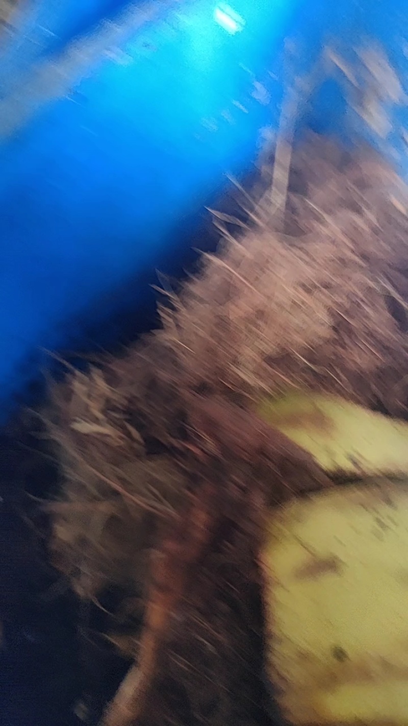 竹虫，产地直发，量大价优，保质保量，欢迎各位老板咨询
