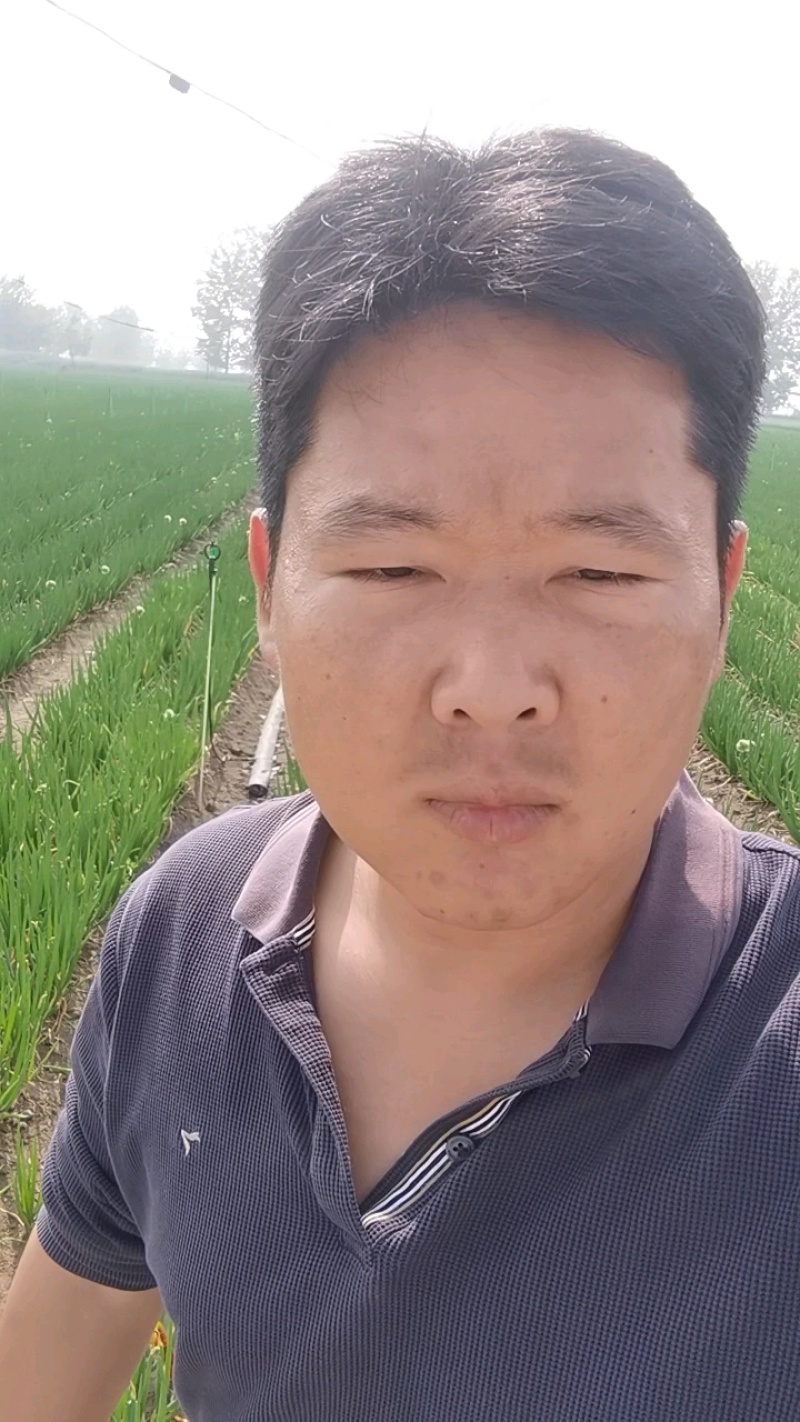 安徽阜阳分葱自家种植大量上市，量大从优，诚信合作，