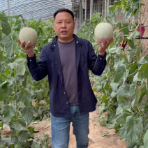 山东鲁厚甜网纹瓜