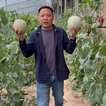 山东鲁厚甜网纹瓜