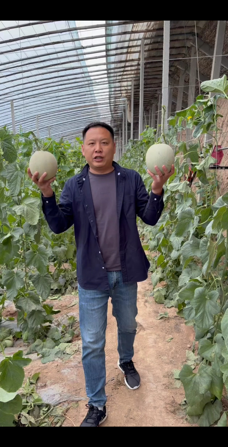 山东鲁厚甜网纹瓜