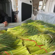 山东产地精品红帽蒜苔，今年现货价格便宜多接各大平台