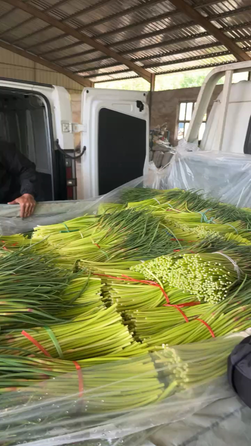 山东产地精品红帽蒜苔，今年现货价格便宜多接各大平台