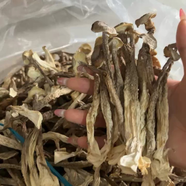 鹿茸菇干货厂家直销无硫新货肉质肥厚煲汤炒菜鲜香美味
