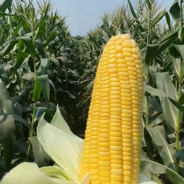精品玉米🌽产地一手货源质量三包！可大量供应各大渠道！