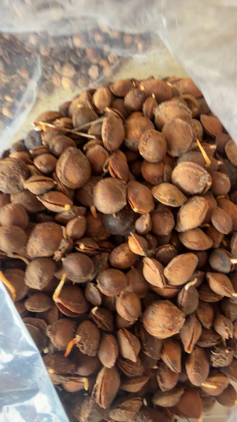 杏种子，手选个个发芽，裂口，一斤300多粒