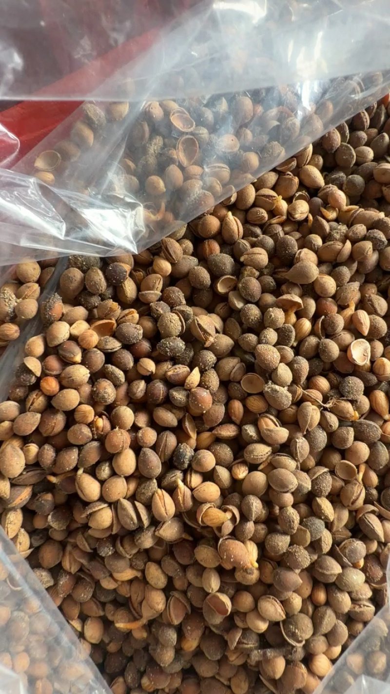 樱桃种子，马哈利种子，嫁接车厘子的沾木，牙率8成
