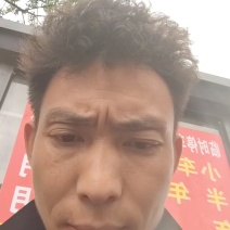 贵州党参黄党参对接药厂批发商基地一手货源可视频