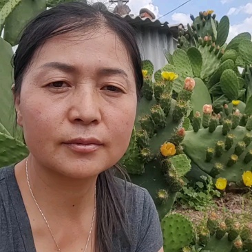 可食用仙人掌果实，单个重量2两左右，甜度高，口感脆甜，清香