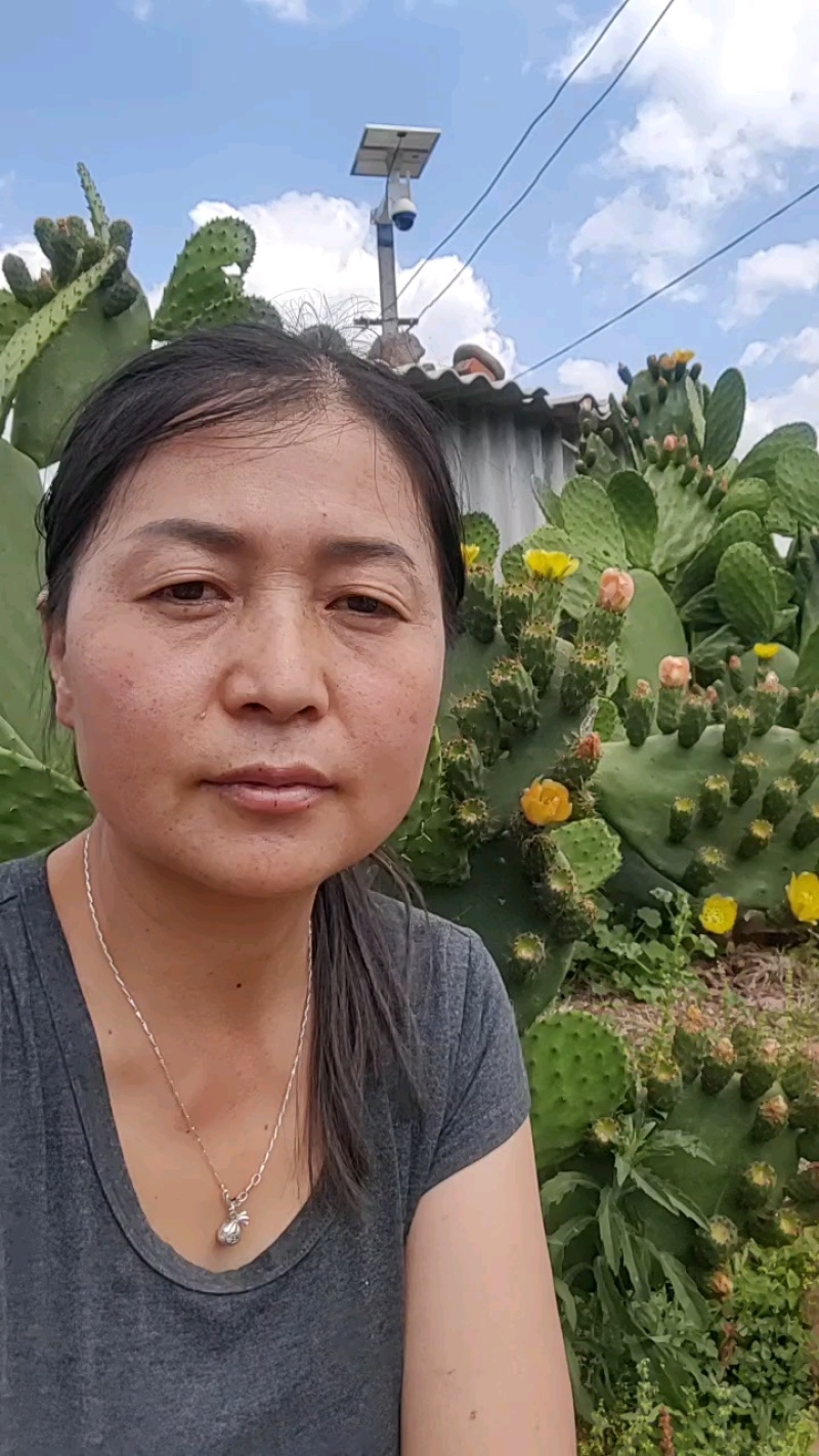 可食用仙人掌果实，单个重量2两左右，甜度高，口感脆甜，清香