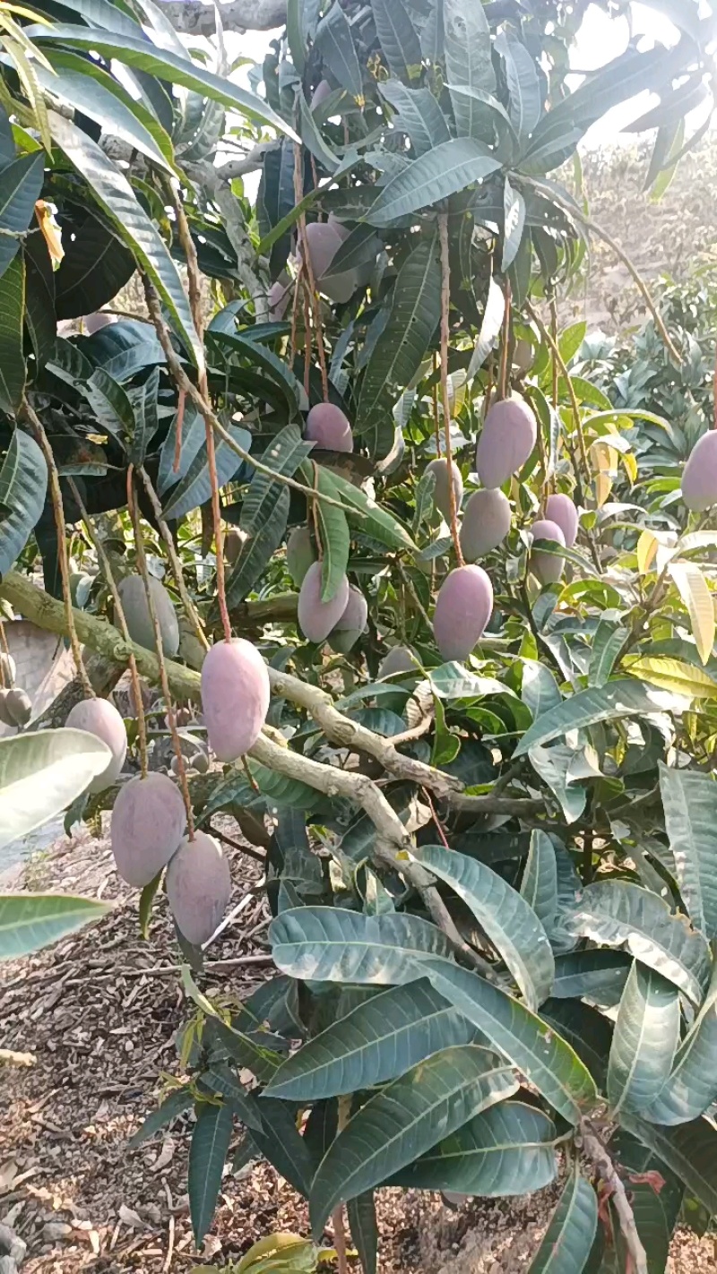 三亚树上自然成熟贵妃芒