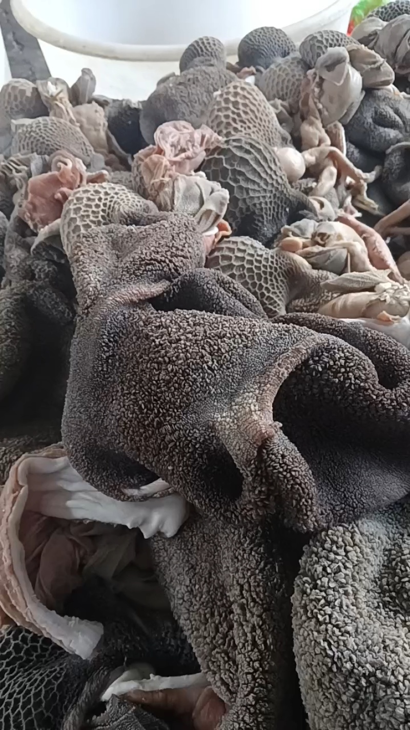 三河羊肚量大常年供应对接全国市场，各种规格，