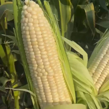 白糯玉米大量供应工厂商超市场电商，品质保证，产地直发