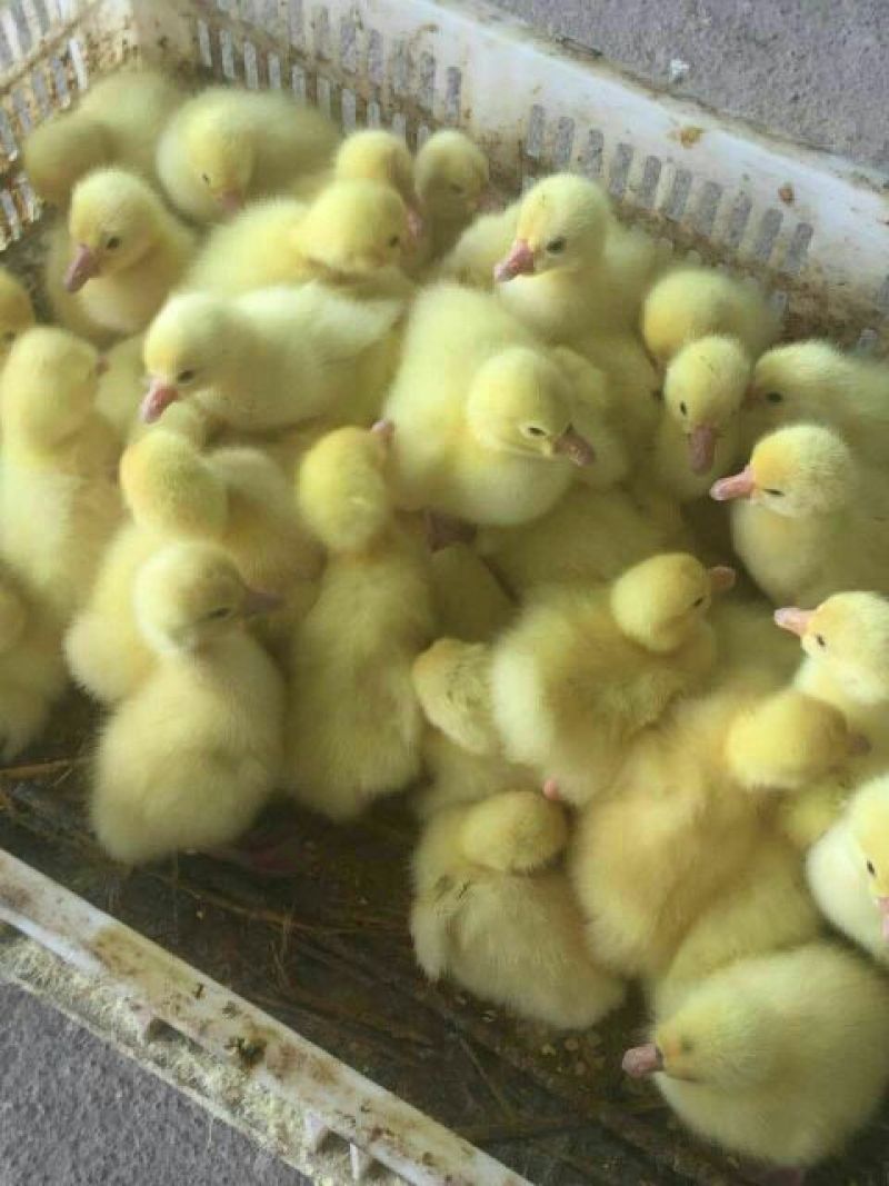 狮头鹅苗250g以下