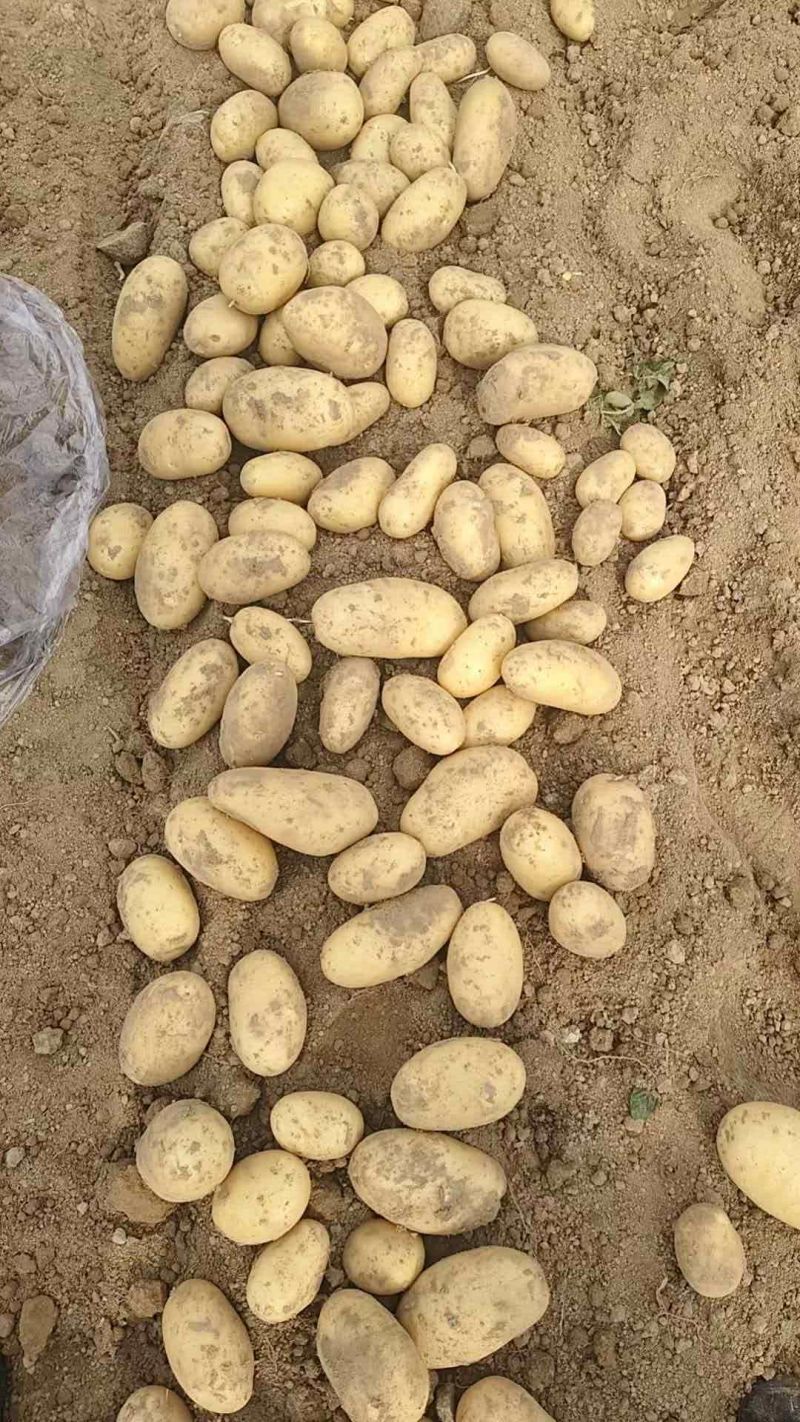 冮苏丰县土豆黄心土豆沃土5号实验一货源充足价格