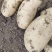 冮苏丰县土豆黄心土豆沃土5号实验一货源充足价格