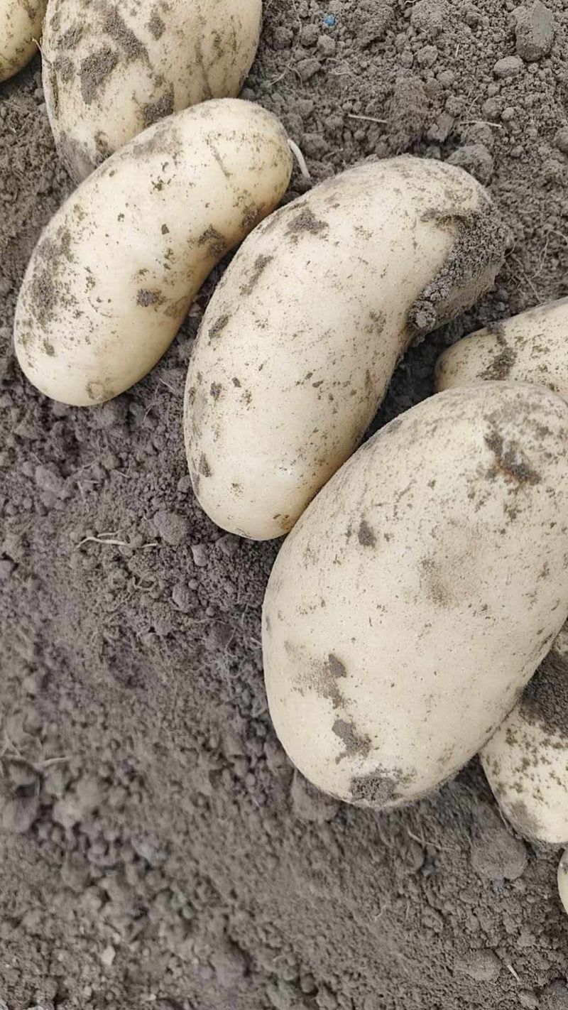 冮苏丰县土豆黄心土豆沃土5号实验一货源充足价格