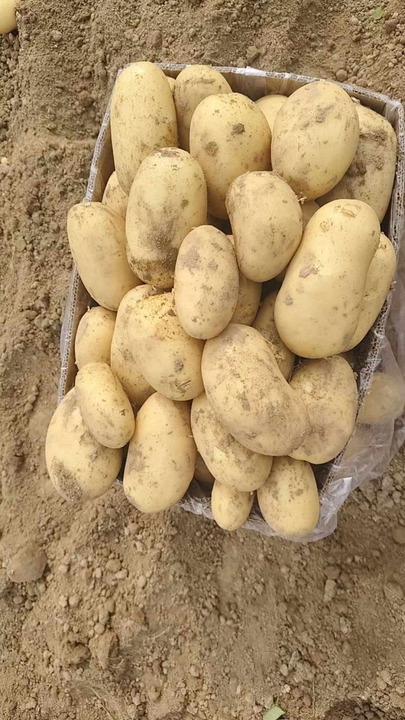 冮苏丰县土豆黄心土豆沃土5号实验一货源充足价格